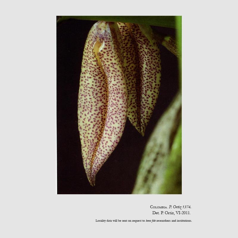 Zootrophion aguirrei